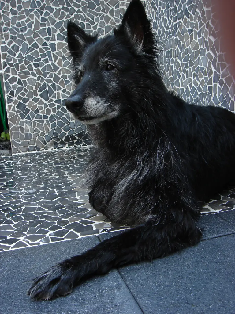 Image from Nikita