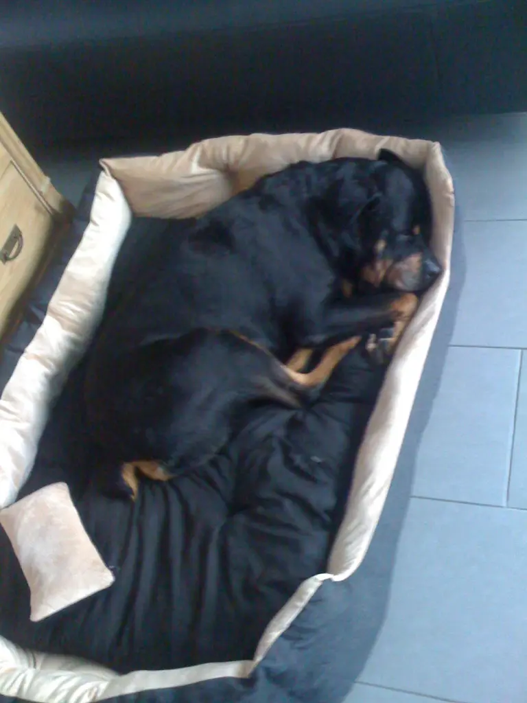 Image from Paulchen