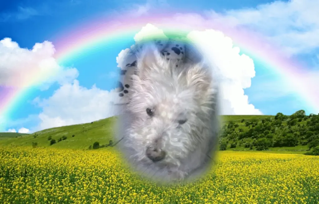 Image from Timmy