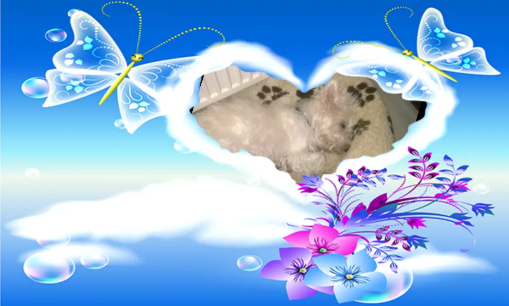 Image from Timmy