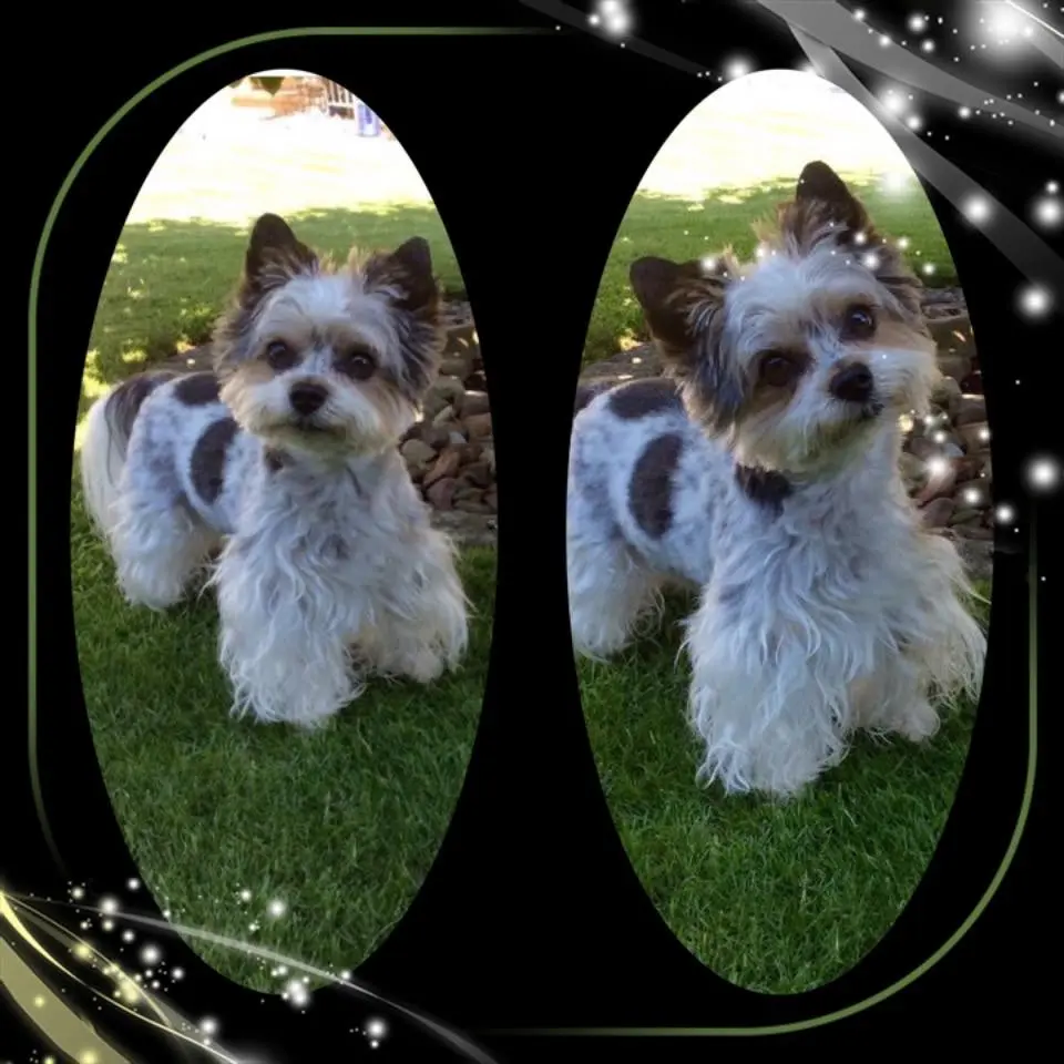 Image from Merlin