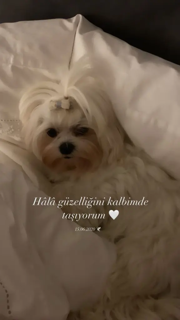 Condolence image of Aylin