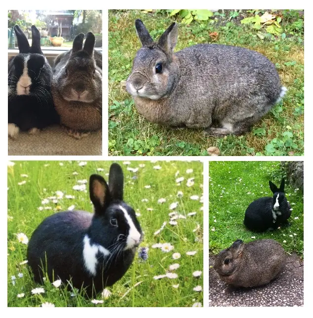 Andachtsbild von Rosen für Ernie