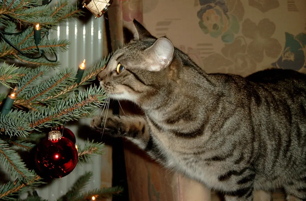 Andachtsbild von Unbekannt