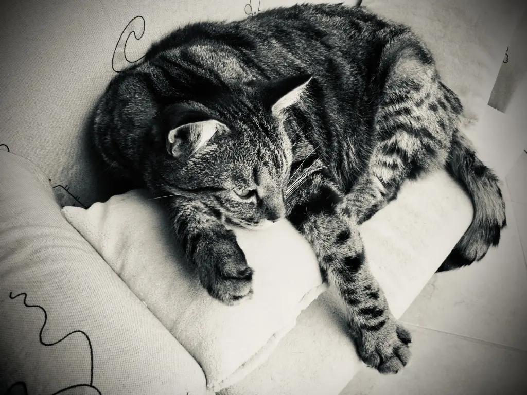 Andachtsbild von Dirk