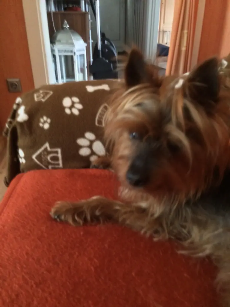 Image from Benji 