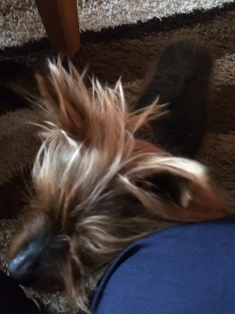 Image from Benji