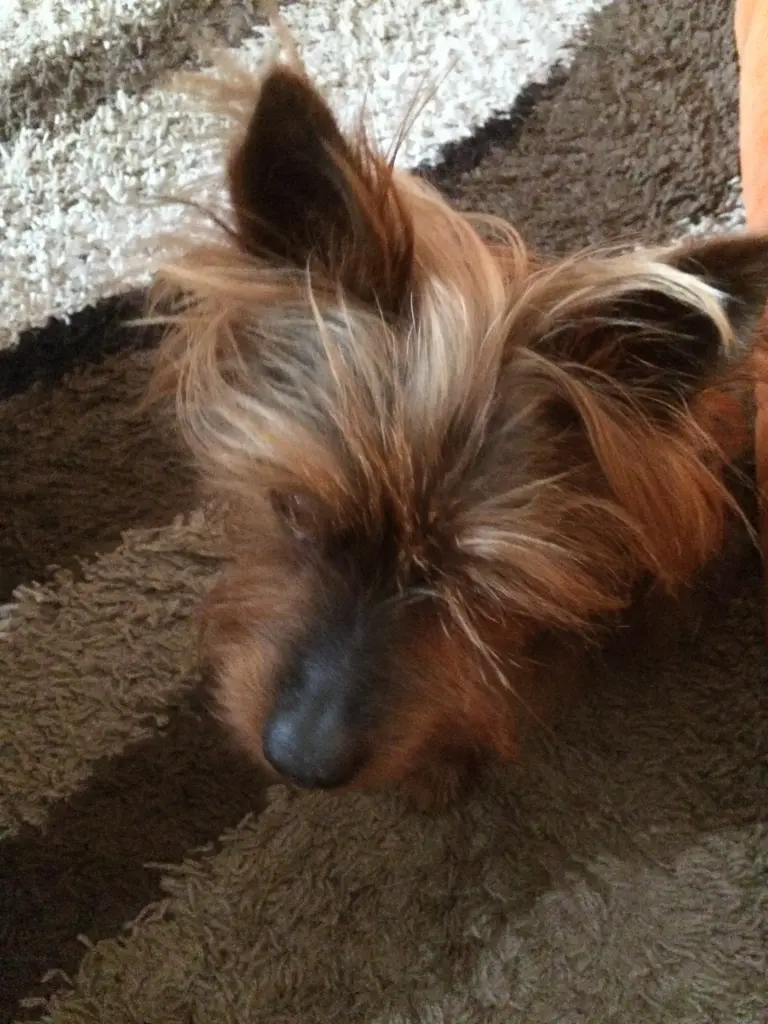 Image from Benji