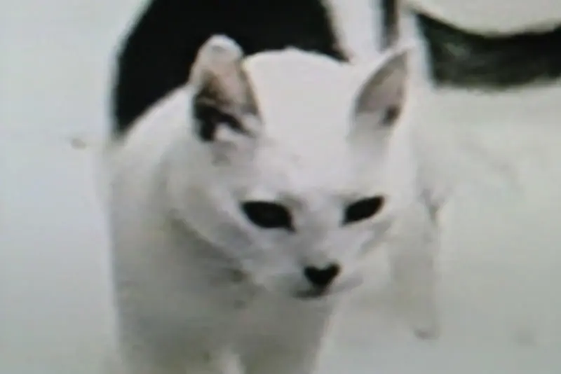 Condolence image of klaus langer
