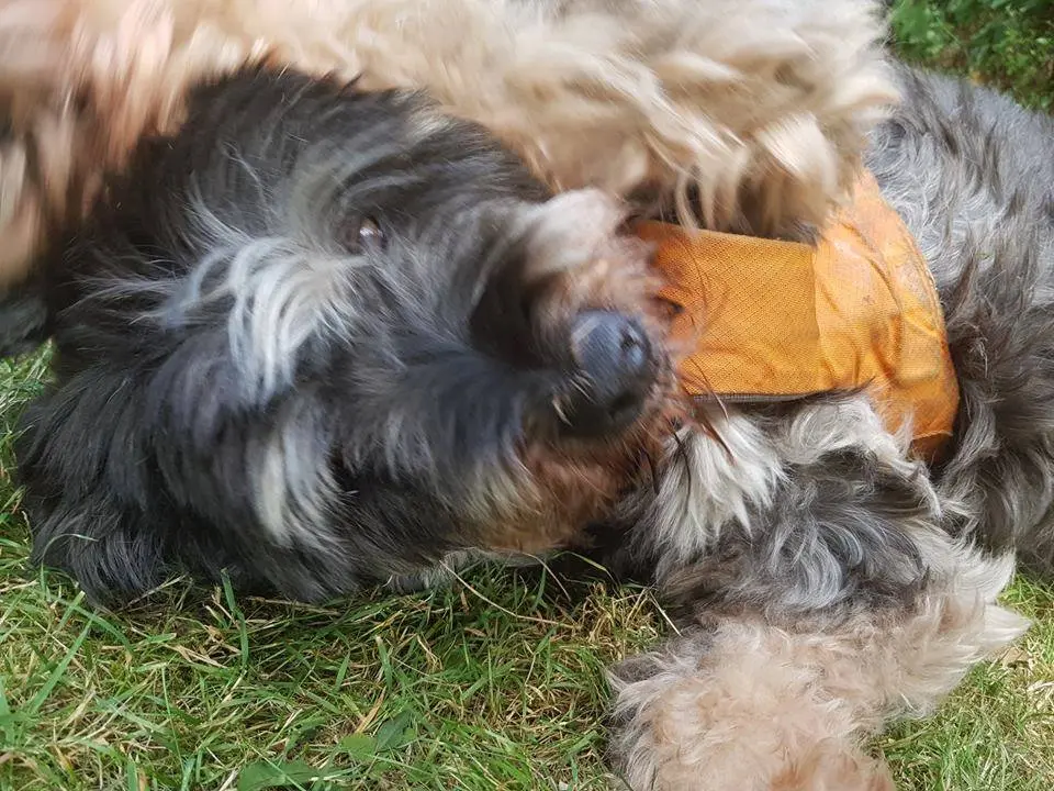Image from Rusty