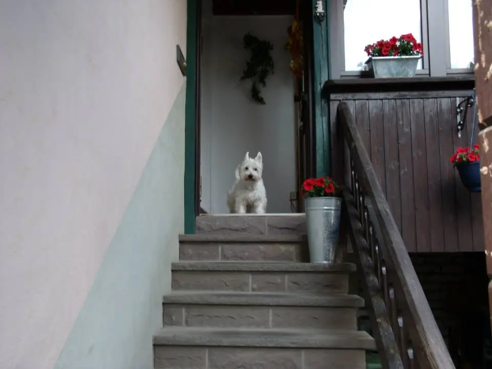 Image from Timo