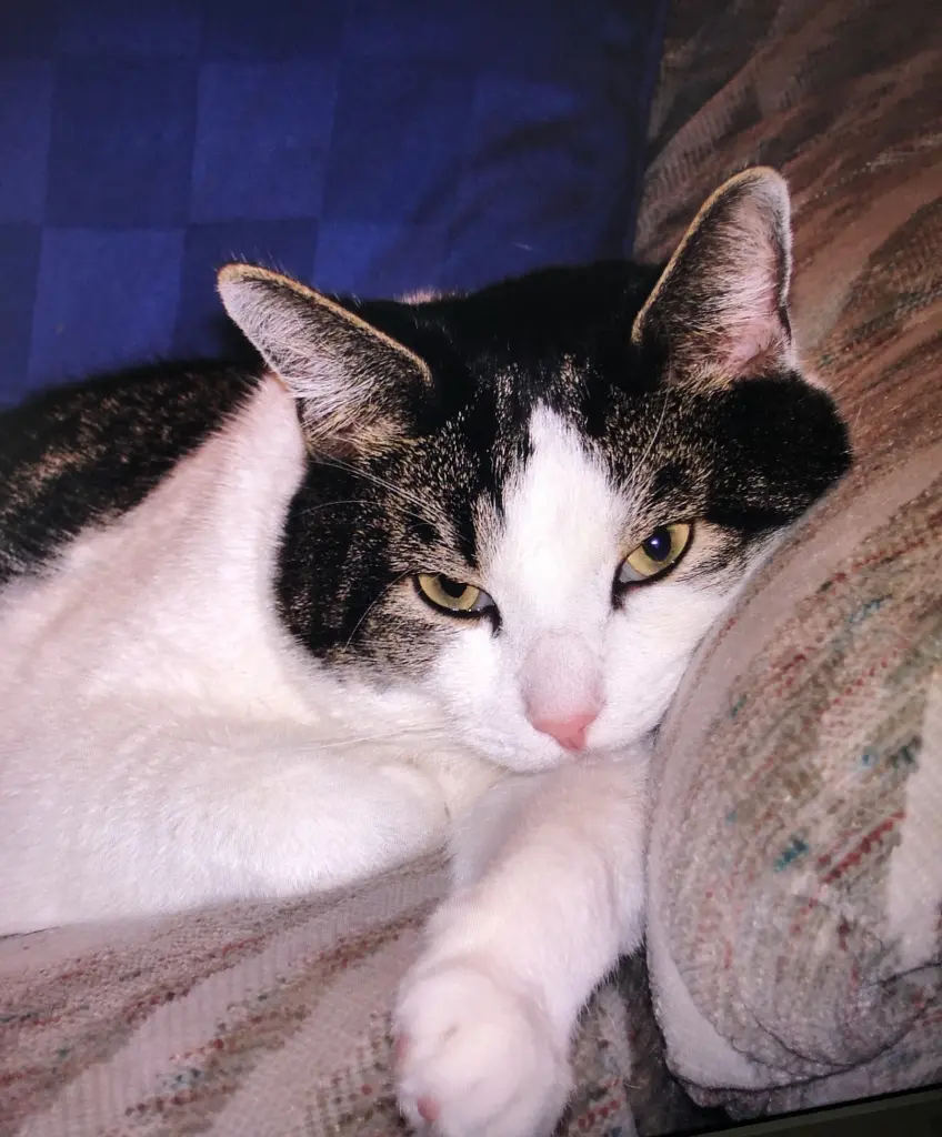 Andachtsbild von Petra mit Timmy im Herzen(+8.1.2020)