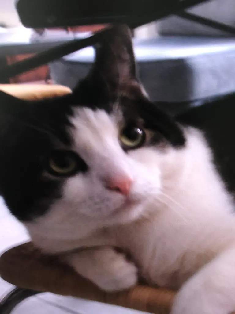 Bild von Timmy