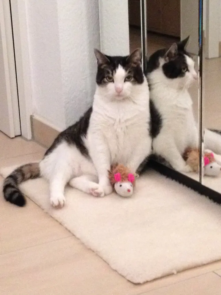 Bild von Timmy
