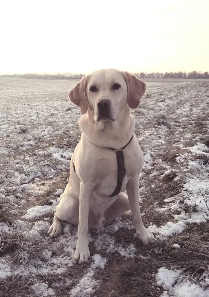 Andachtsbild von Andrea