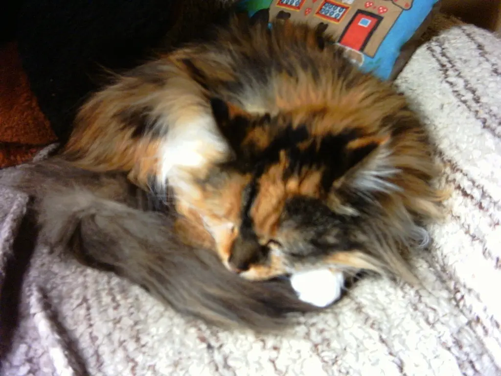 Condolence image of Angela