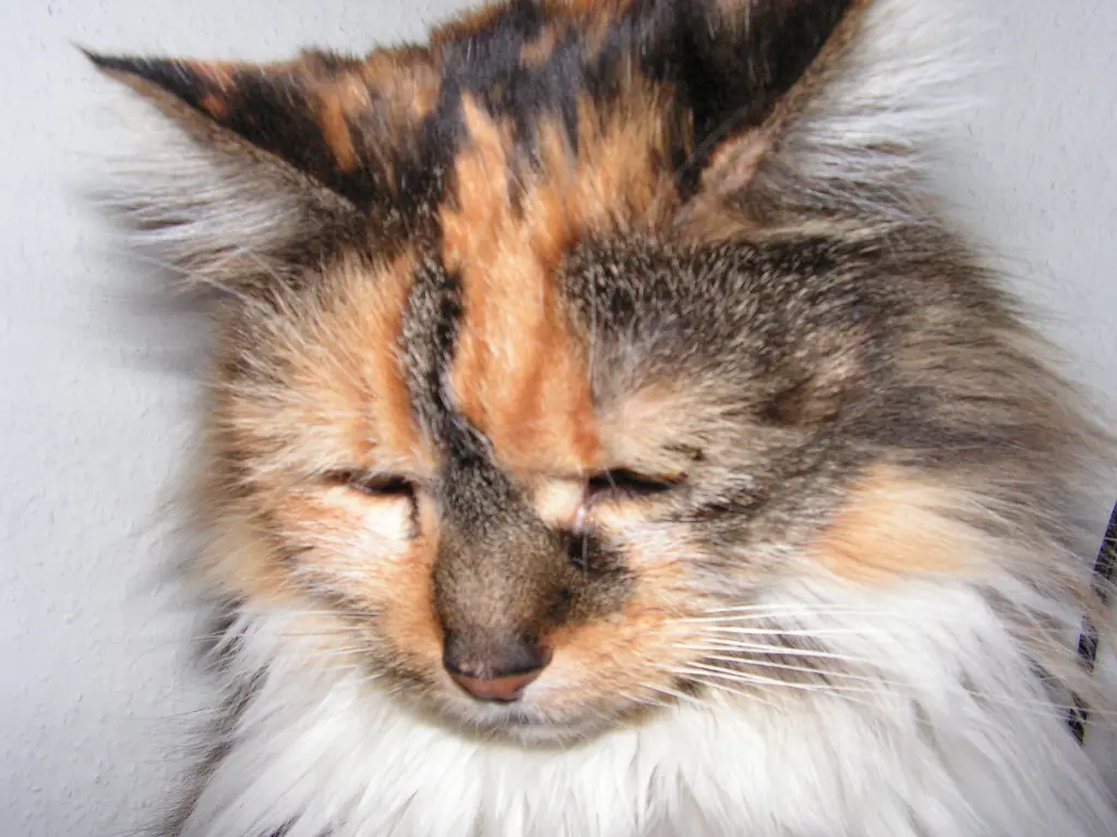Condolence image of Petra