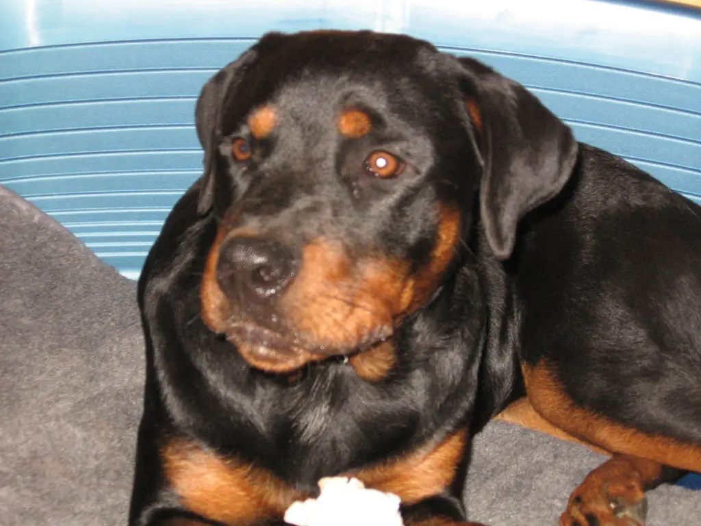 Condolence image of Anke