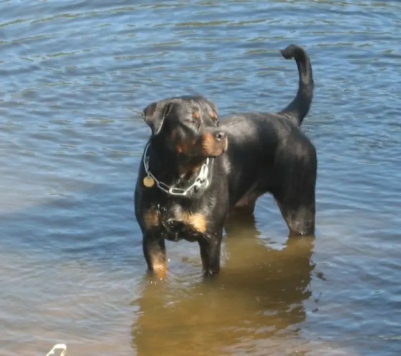 Condolence image of Anke