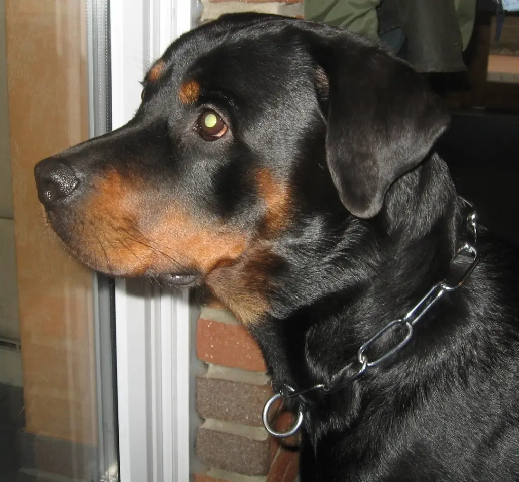 Condolence image of Anke
