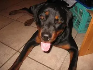 Condolence image of Anke