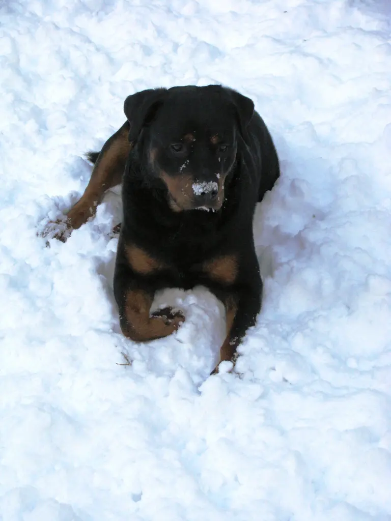 Condolence image of Anke