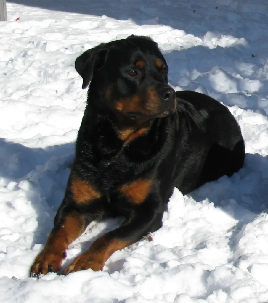 Condolence image of Anke