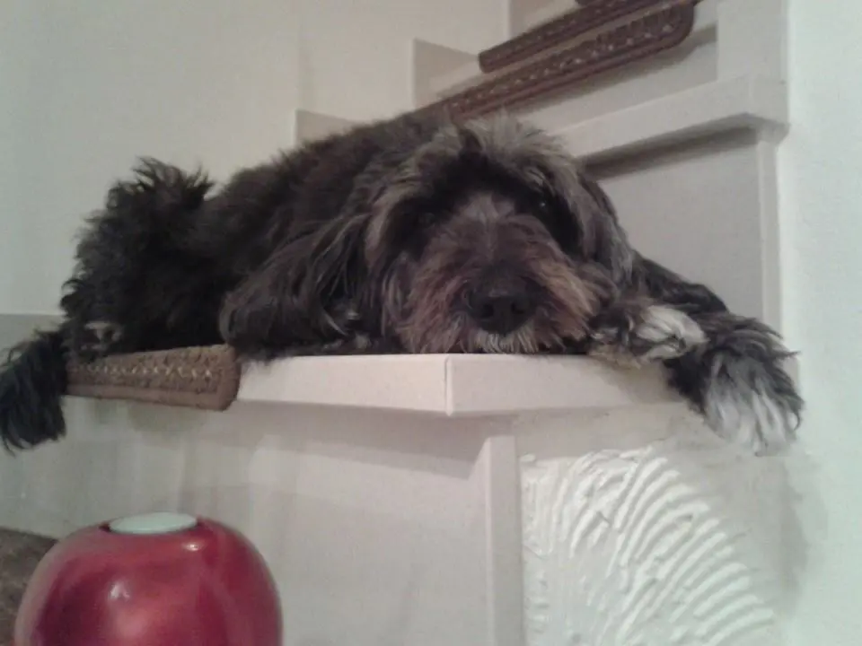 Image from Lucy