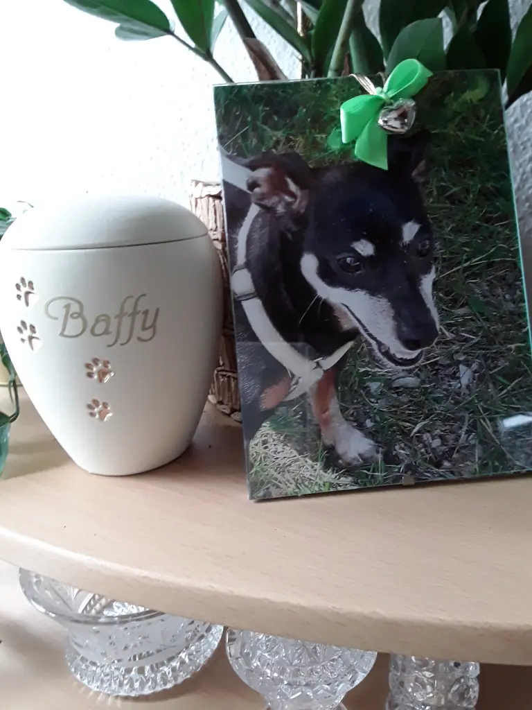 Condolence image of Cerstin und Seelenhund Baffy❤