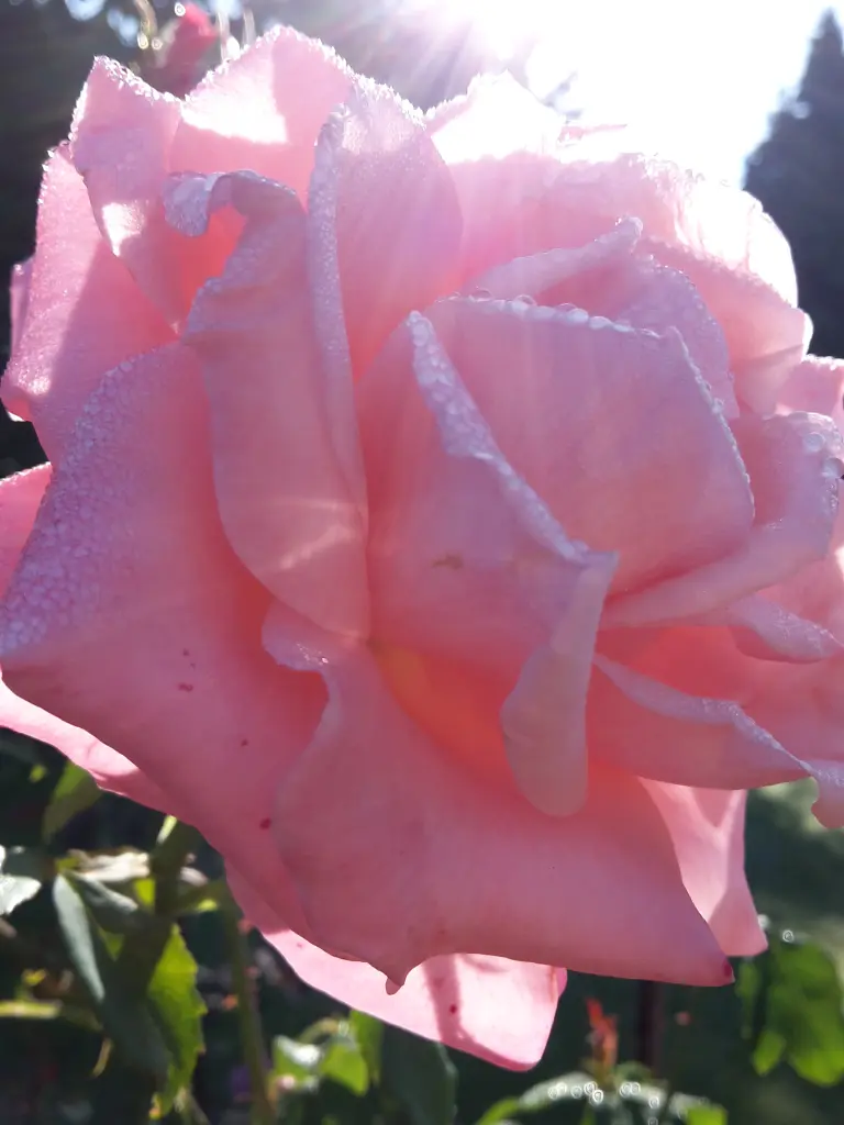 Condolence image of lorita