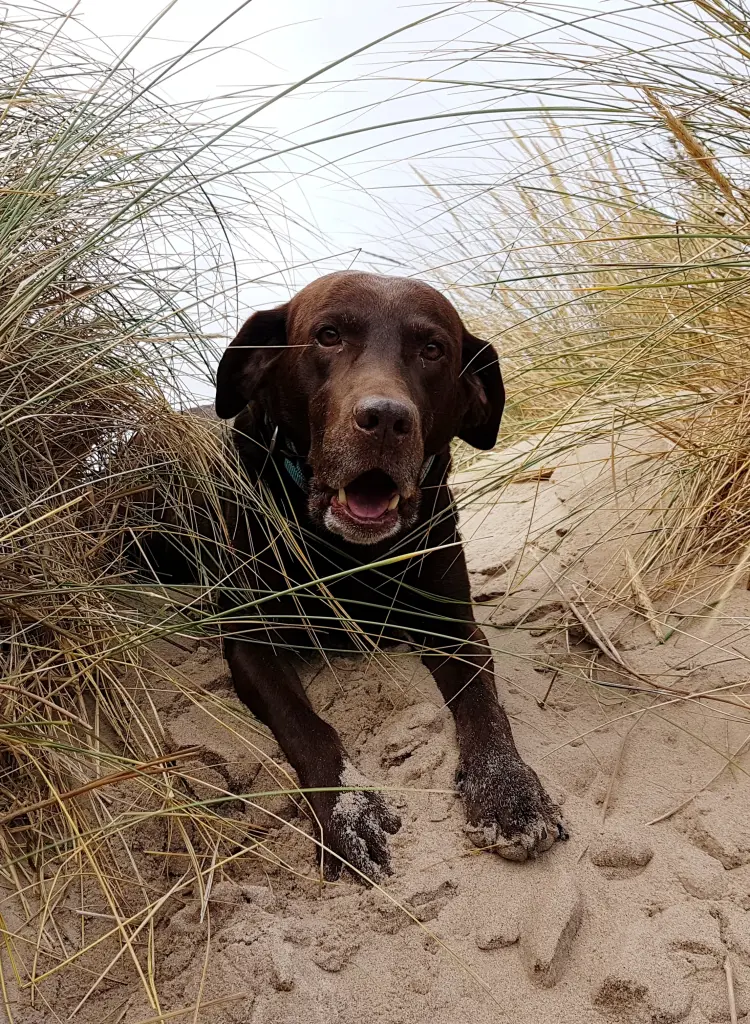 Andachtsbild von Silvana