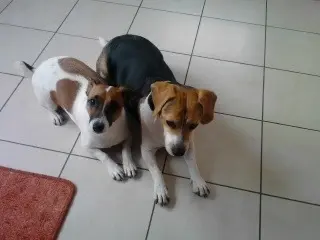 Andachtsbild von Sabine mit Luna & Milo tief im Herzen 