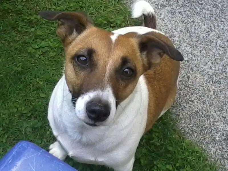 Andachtsbild von Sabine mit Luna & Milo tief im Herzen 