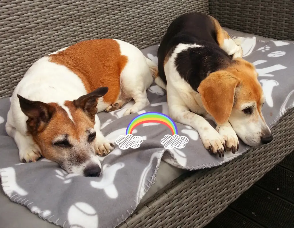 Andachtsbild von Sabine mit Luna & Milo tief im Herzen 