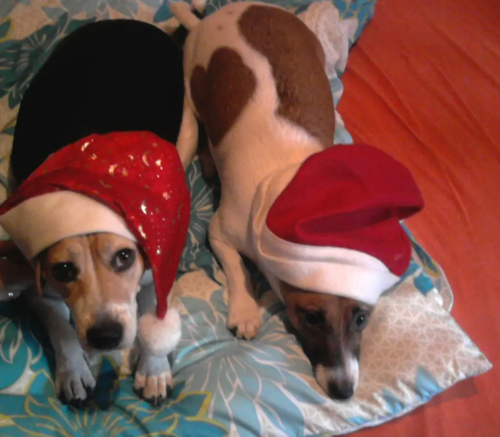 Andachtsbild von Sabine mit Luna & Milo tief im Herzen