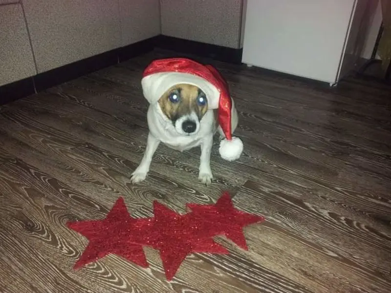 Andachtsbild von Sabine mit Luna & Milo tief im Herzen