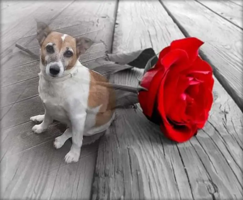 Andachtsbild von Sabine mit Luna & Milo tief im Herzen 