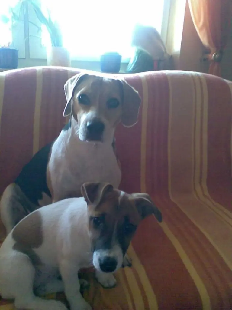 Andachtsbild von Sabine mit Luna & Milo tief im Herzen 