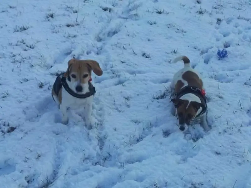 Andachtsbild von Sabine mit Luna & Milo tief im Herzen 