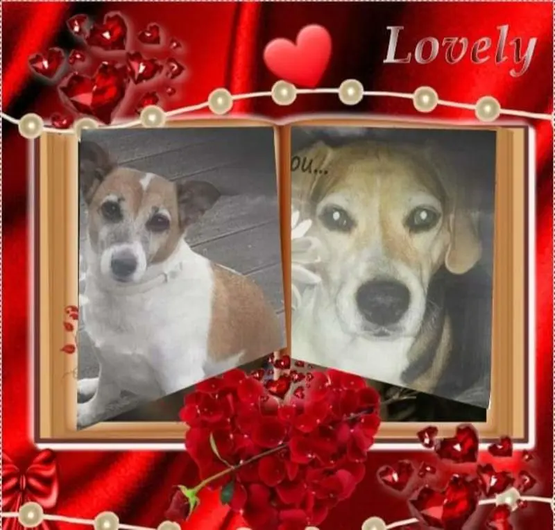 Andachtsbild von Sabine mit Luna & Milo tief im Herzen 