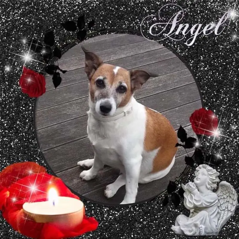 Andachtsbild von Sabine mit Luna & Milo tief im Herzen 