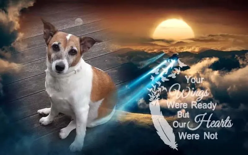 Andachtsbild von Sabine mit Luna & Milo tief im Herzen