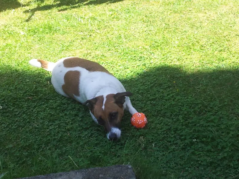Andachtsbild von Sabine mit Luna & Milo tief im Herzen 
