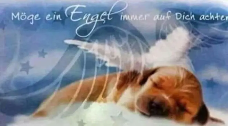 Andachtsbild von Sabine mit Luna & Milo tief im Herzen