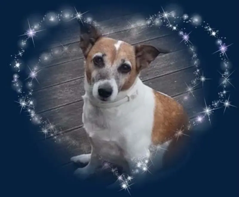 Andachtsbild von Sabine mit Luna & Milo tief im Herzen