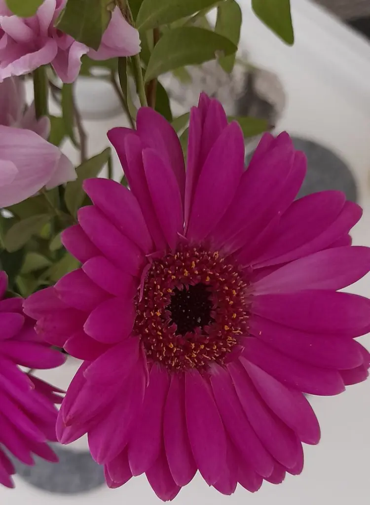 Andachtsbild von Sabine mit Luna & Milo tief im Herzen