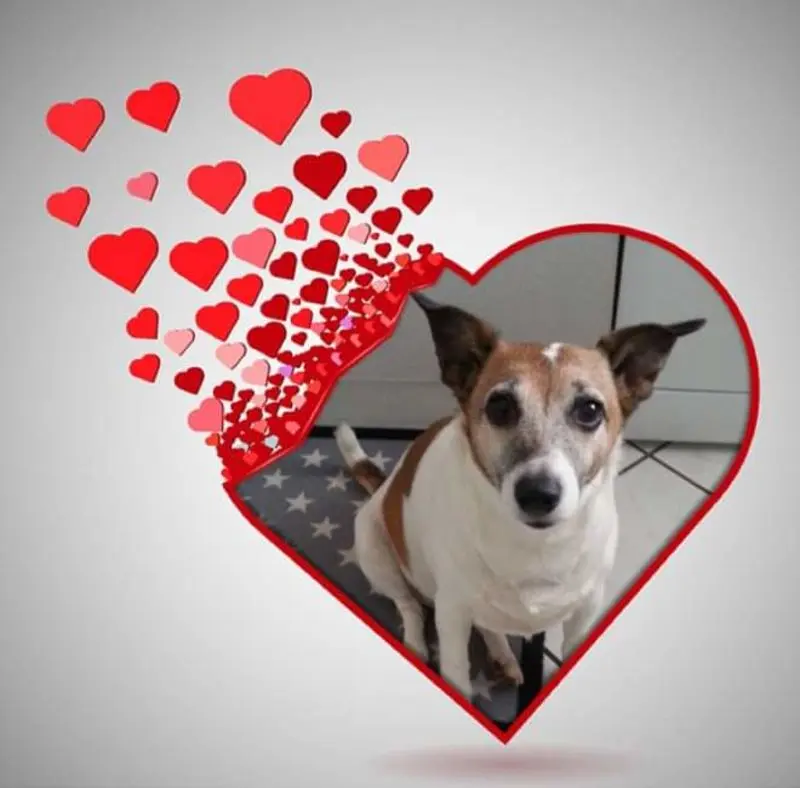 Andachtsbild von Sabine mit Luna & Milo tief im Herzen 