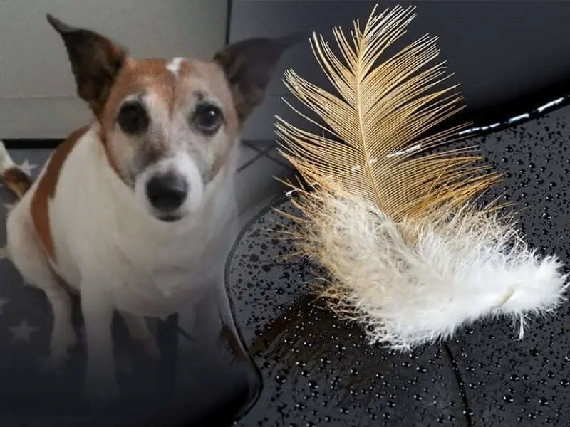 Andachtsbild von Sabine mit Luna & Milo tief im Herzen 