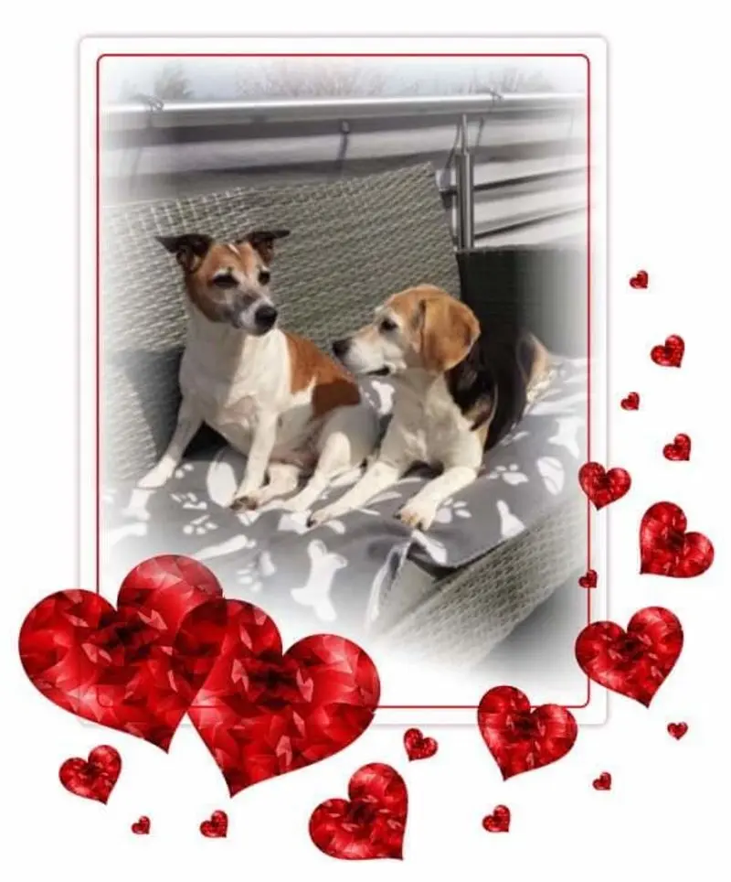 Andachtsbild von Sabine mit Luna & Milo tief im Herzen 