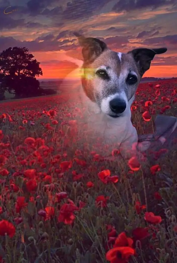 Andachtsbild von ❤ Ich liebe Dich ❤